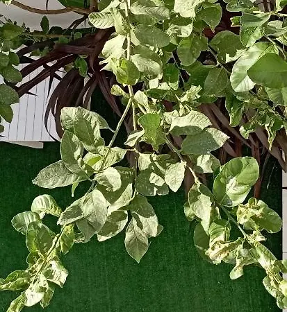 το διαμερισμα τησ μαιρησ Or Mary's Appartement *